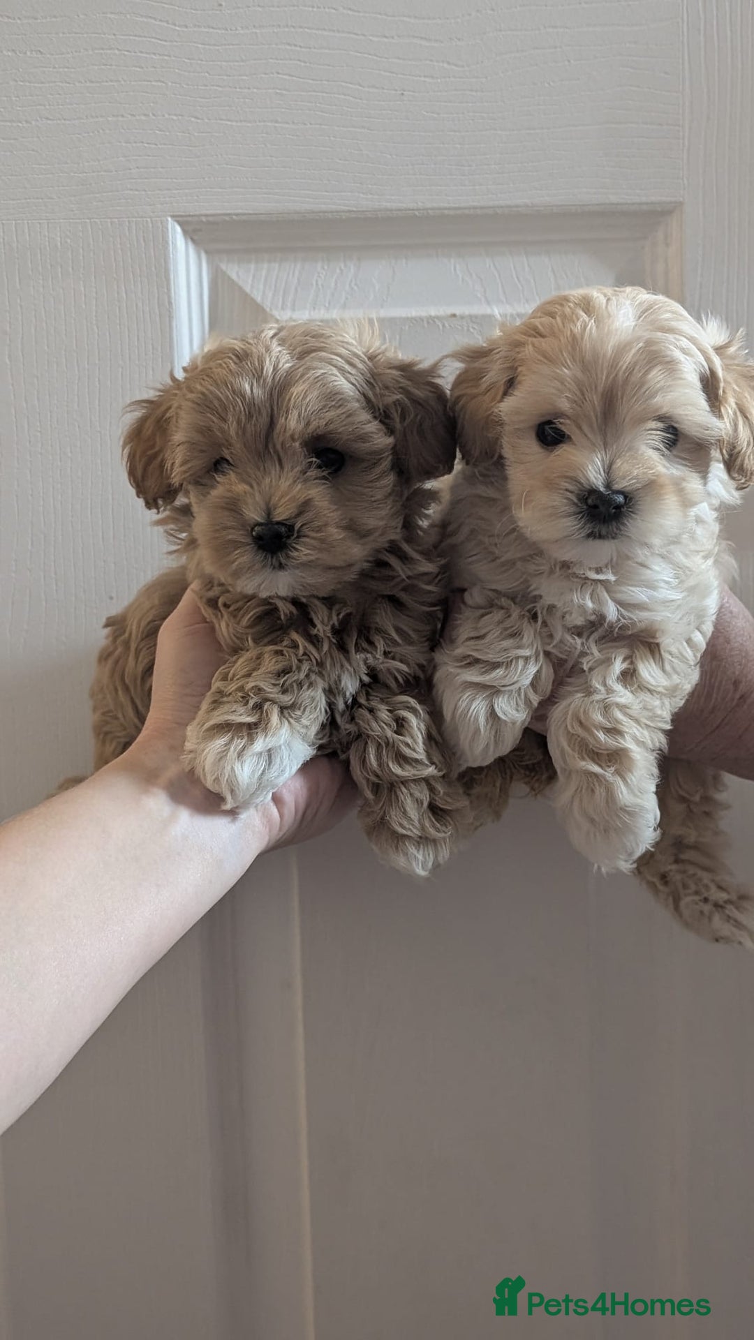 Maltipoo dogs for sale: Petite Maltipoos fully genetic health tested  - Image 13