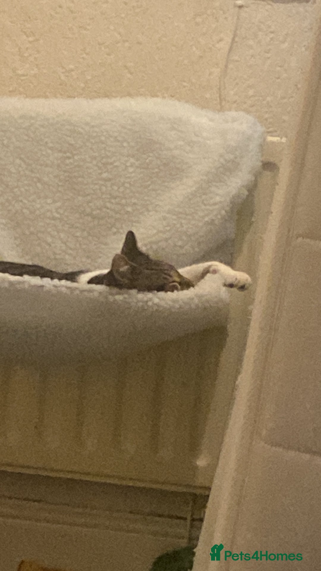 Domestic Shorthair cats for sale: 2 male kittens for rehome together 9 months old - Advert 12