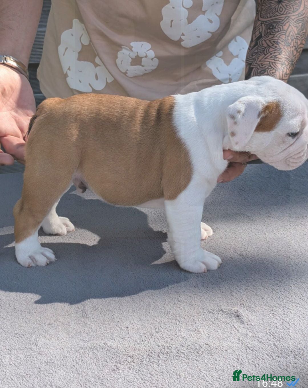 English Bulldog dogs 5 beautiful KC pups  - Advert 2