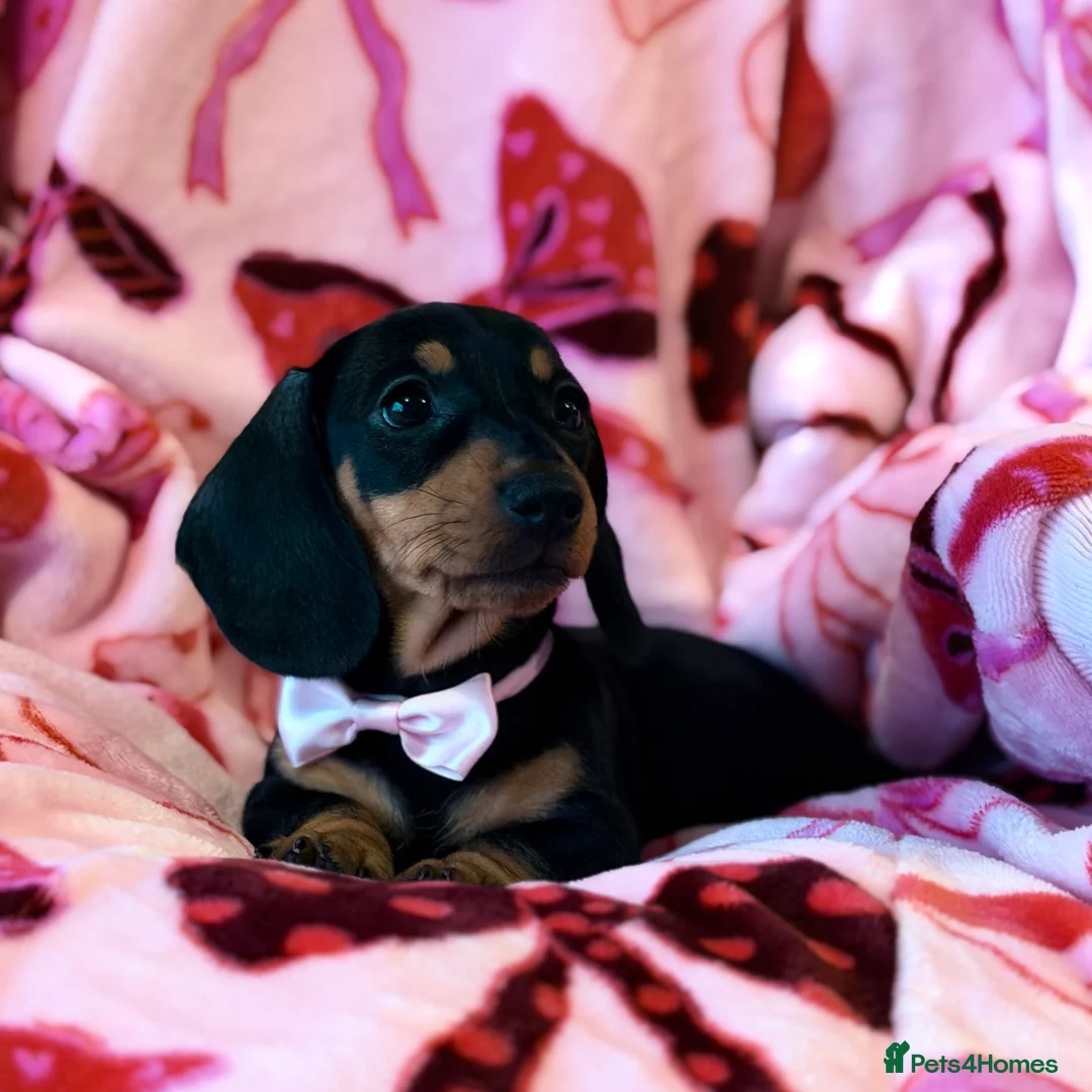 Miniature Dachshund dogs for sale: 💜🎀 FINAL GIRL REDUCED!!! 🎀💜 - Advert 7