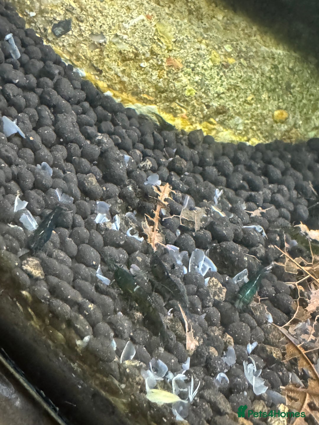 Shrimps fish for sale: High grade green jades shrimp - Advert 4