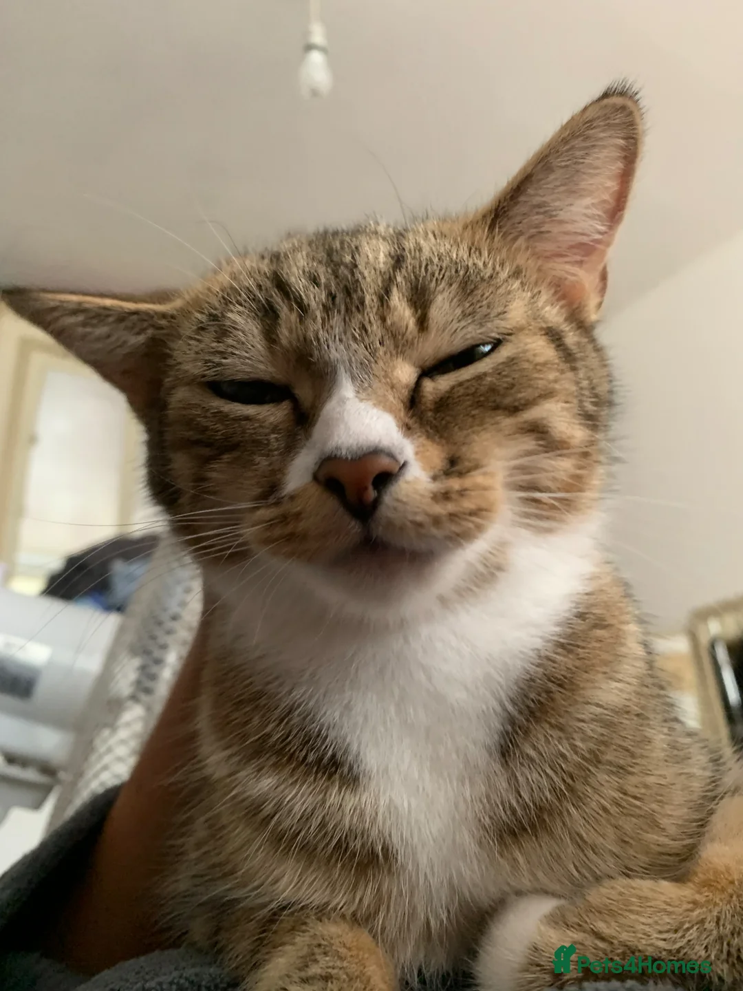 Mixed Breed cats for sale: Active & Affectionate, Perfect Playful Companion - Advert 6