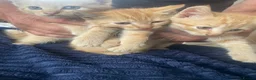 Mixed Breed cats for sale: Ready to go kittens  - Advert 8
