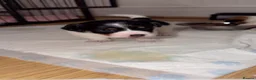 Jack Russell dogs for sale: Jackrussells terriers for sale  - Advert 7