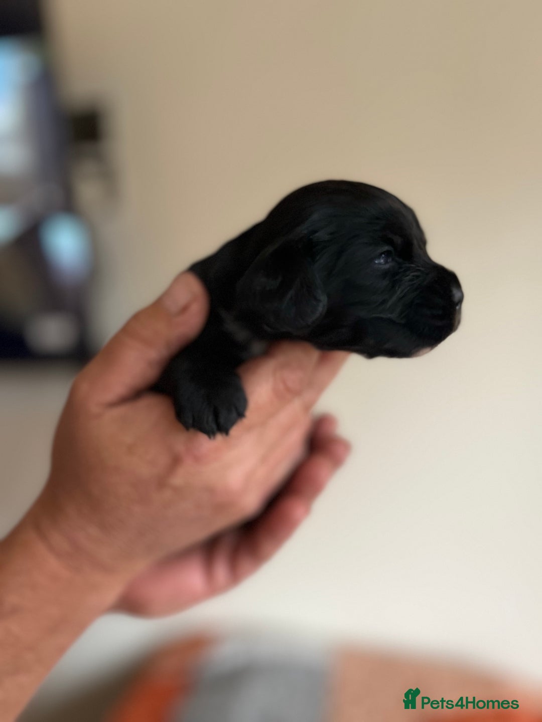 Cocker Spaniel dogs for sale: 6 adorable Cocker Spaniel pups - Image 12