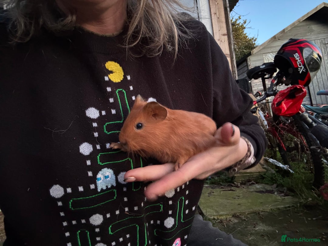 Guinea Pig rodents for sale: 8 boys 2 girls - Advert 9