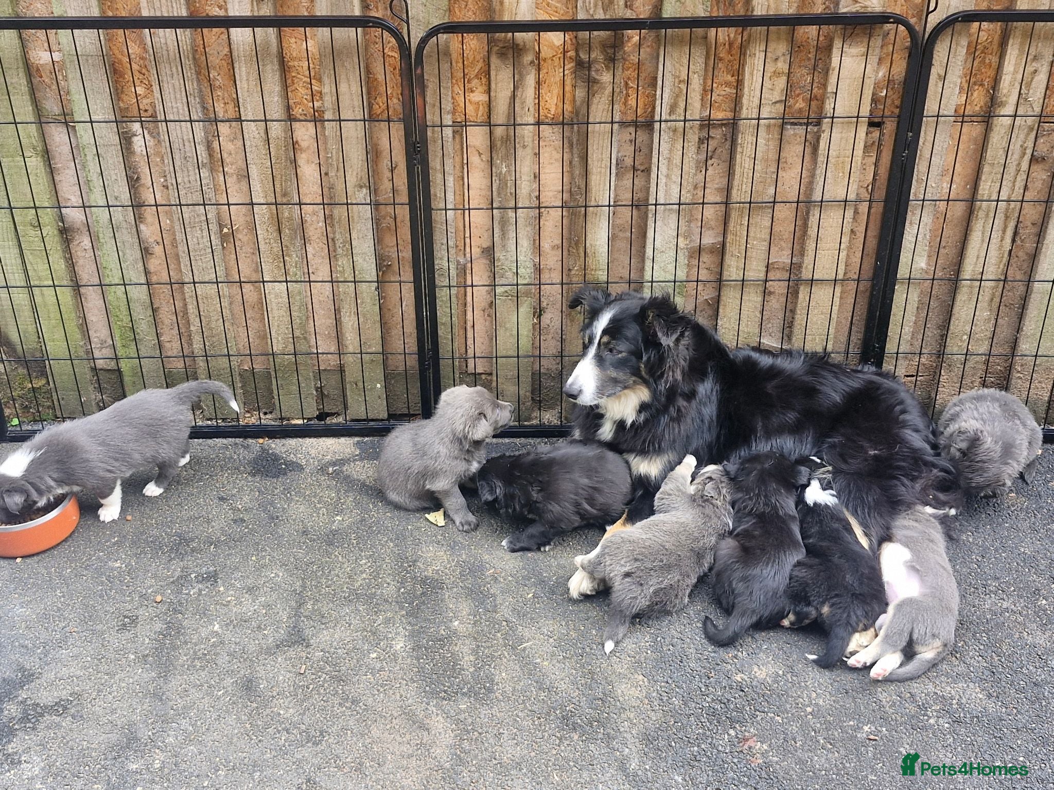 Border Collie dogs Gorgeous Blue Border Collie Pups - Advert 1