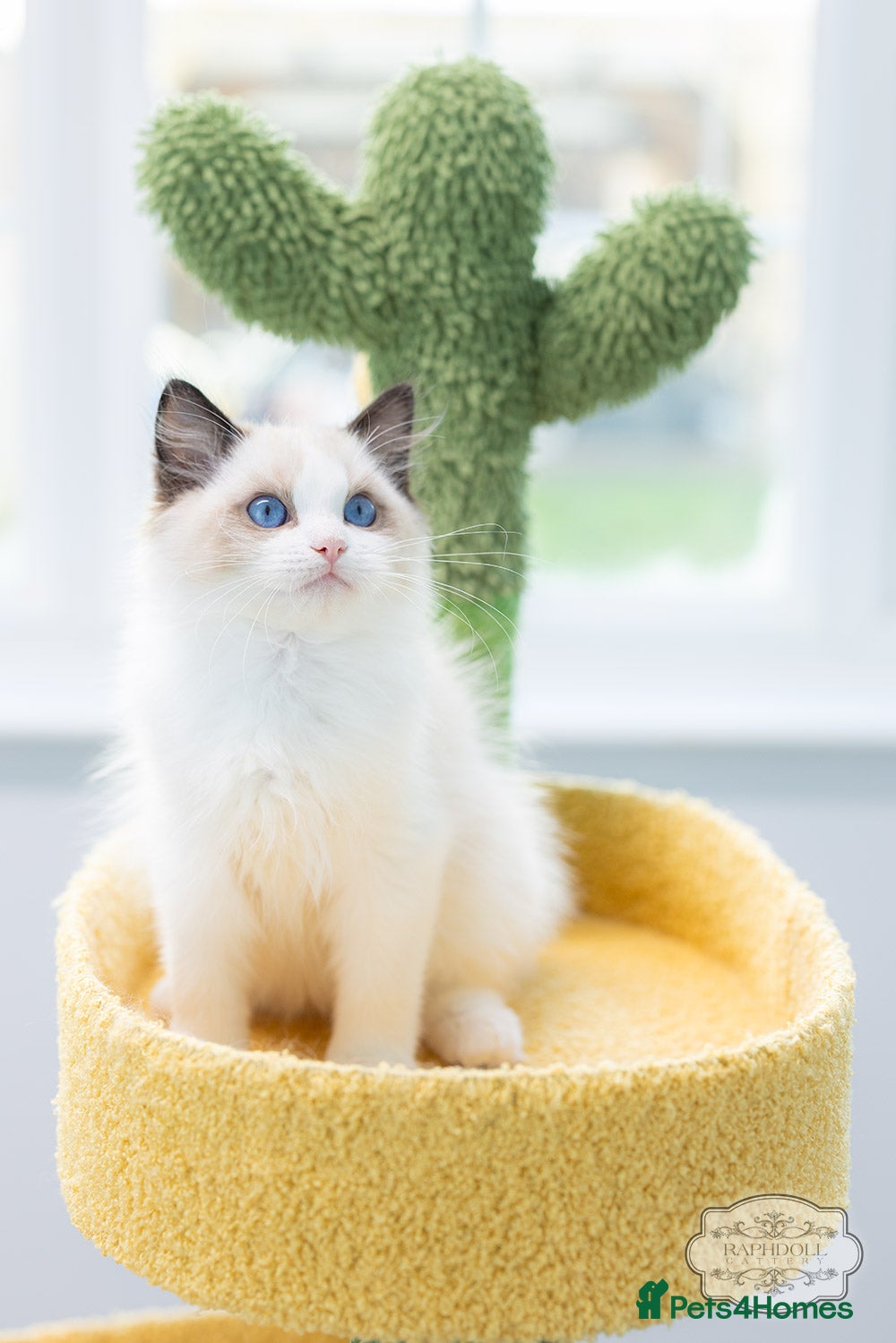 Ragdoll cats Ragdoll Bicolor Kitten Girl LSCH TICA - Advert 3