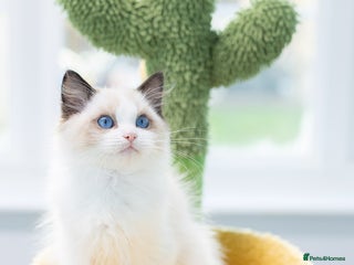 Ragdoll cats Ragdoll Bicolor Kitten Girl LSCH TICA - Advert 7