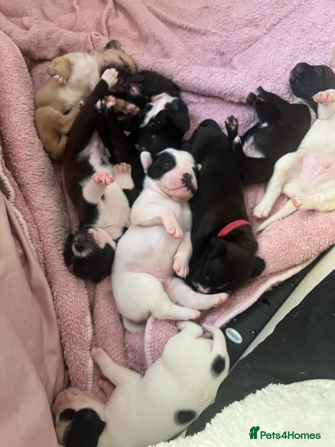 Mixed Breed dogs for sale: French bulldog cross American bulldog  - Image 8