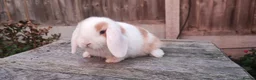 Mini Lop rabbits for sale: Minilop bunnies and Adult Female  - Advert 14