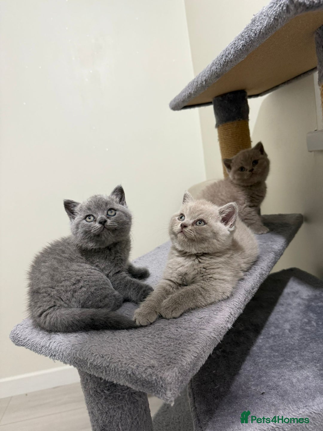 British Shorthair cats for sale: British shorthair kitten - Advert 3