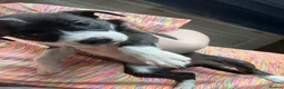 Mixed Breed dogs for sale: Staffie Cross Border Collie Pups - Advert 6