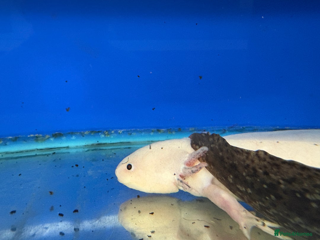 Axolotl reptiles for sale: Adorable Axolotls  - Image 8