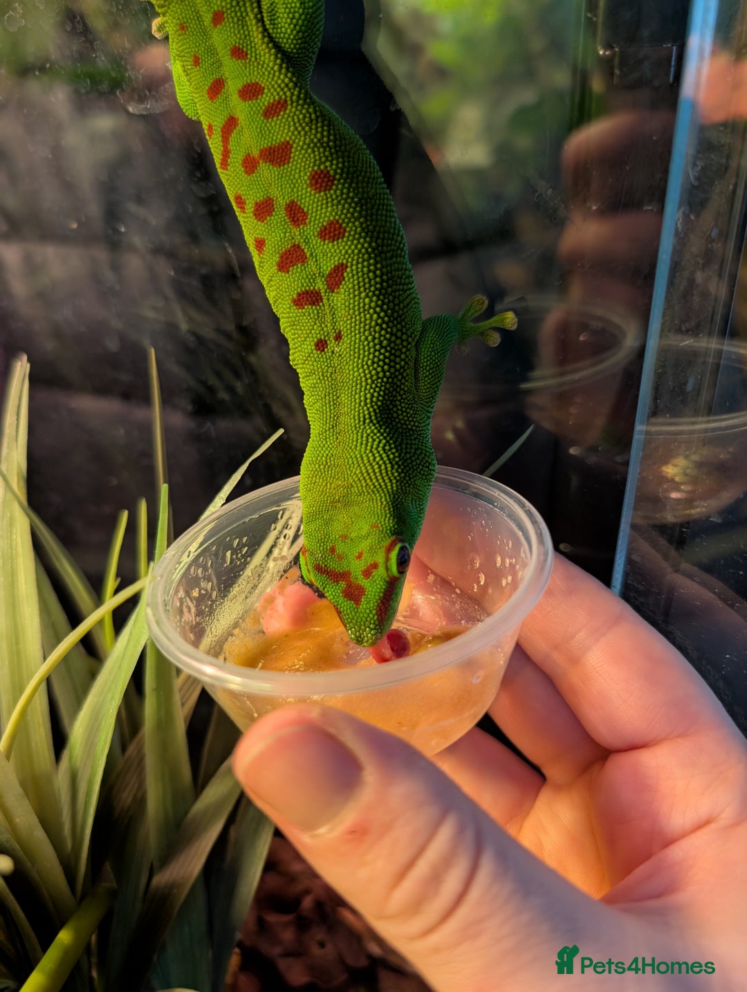 Gallery Image {{count}}