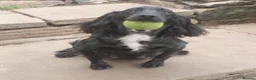Cocker Spaniel dogs for sale: Working Cocker Spaniel Puppies boys and girls - Advert 3