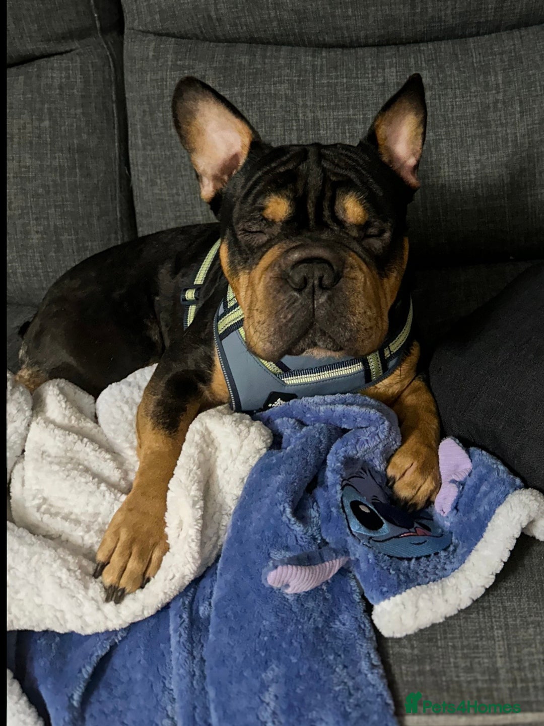 Mixed Breed dogs for sale: Apollo is ready for his new home - Advert 4