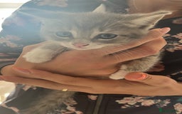 Mixed Breed cats for sale: Kittens - Image 4