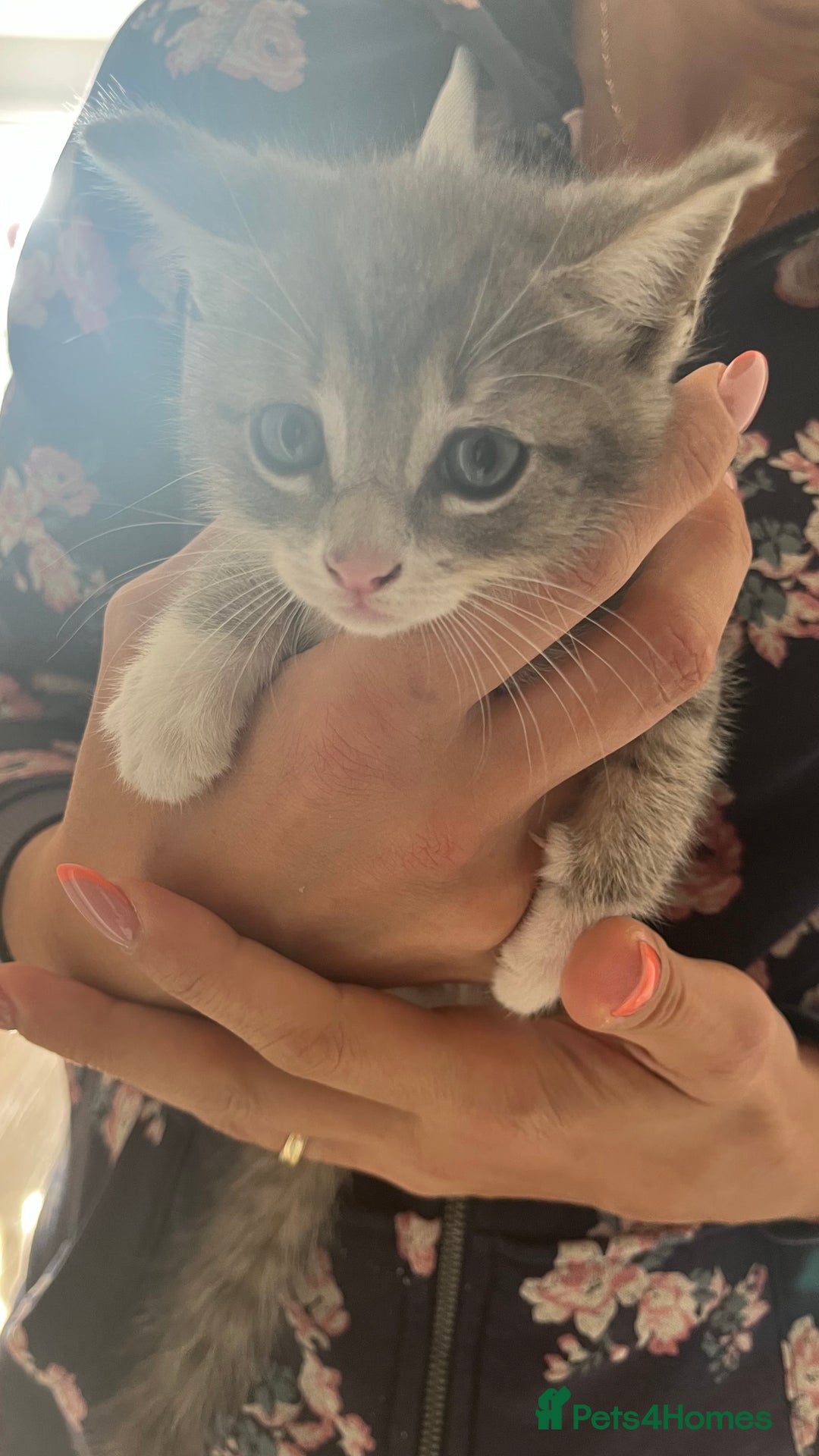 Mixed Breed cats for sale: Kittens - Image 4