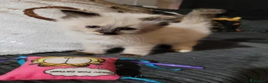 Ragdoll 1