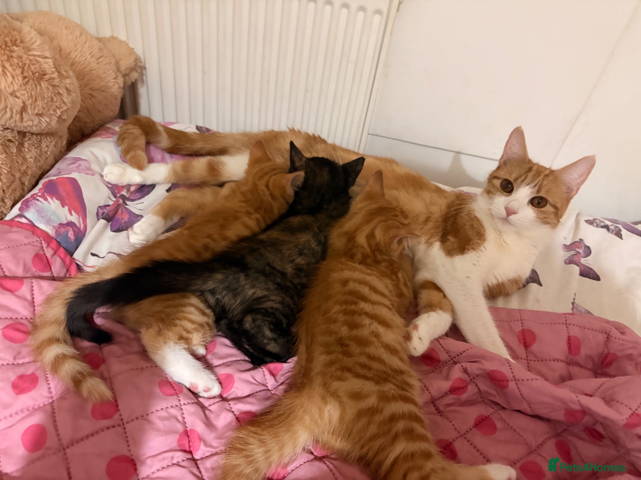 Mixed Breed cats Kittens for sale - Advert 2