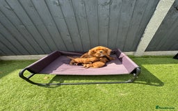 Cavapoo dogs for sale: Only two Beautiful girls cavapoos available  - Image 13