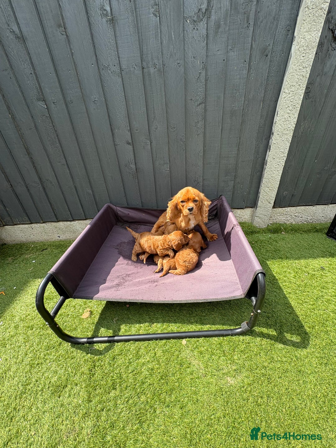 Cavapoo dogs for sale: Only two Beautiful girls cavapoos available  - Image 13