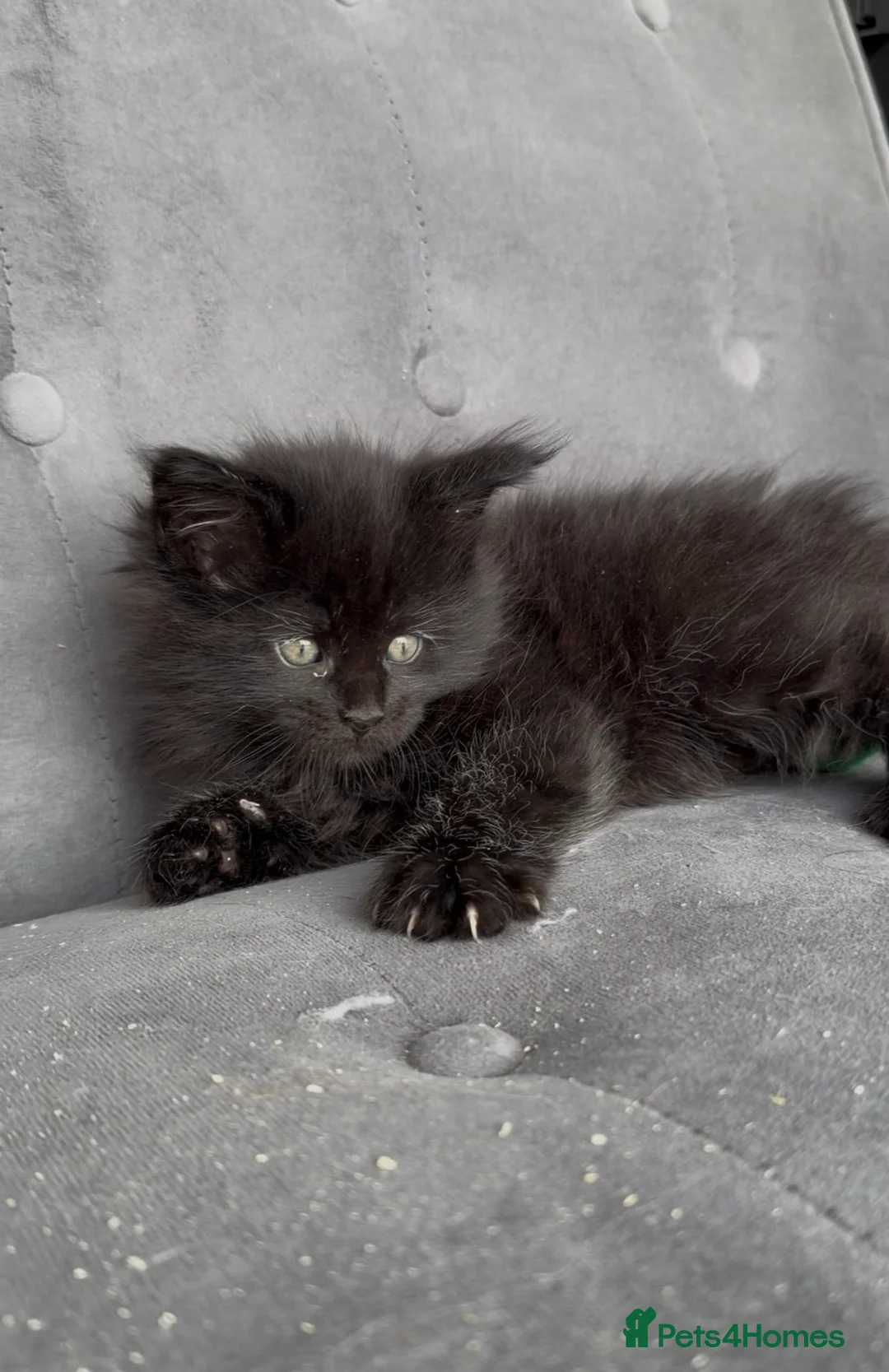 Maine Coon cats for sale: Beautiful GCCF reg Maine coon kittens for sale  - Advert 18