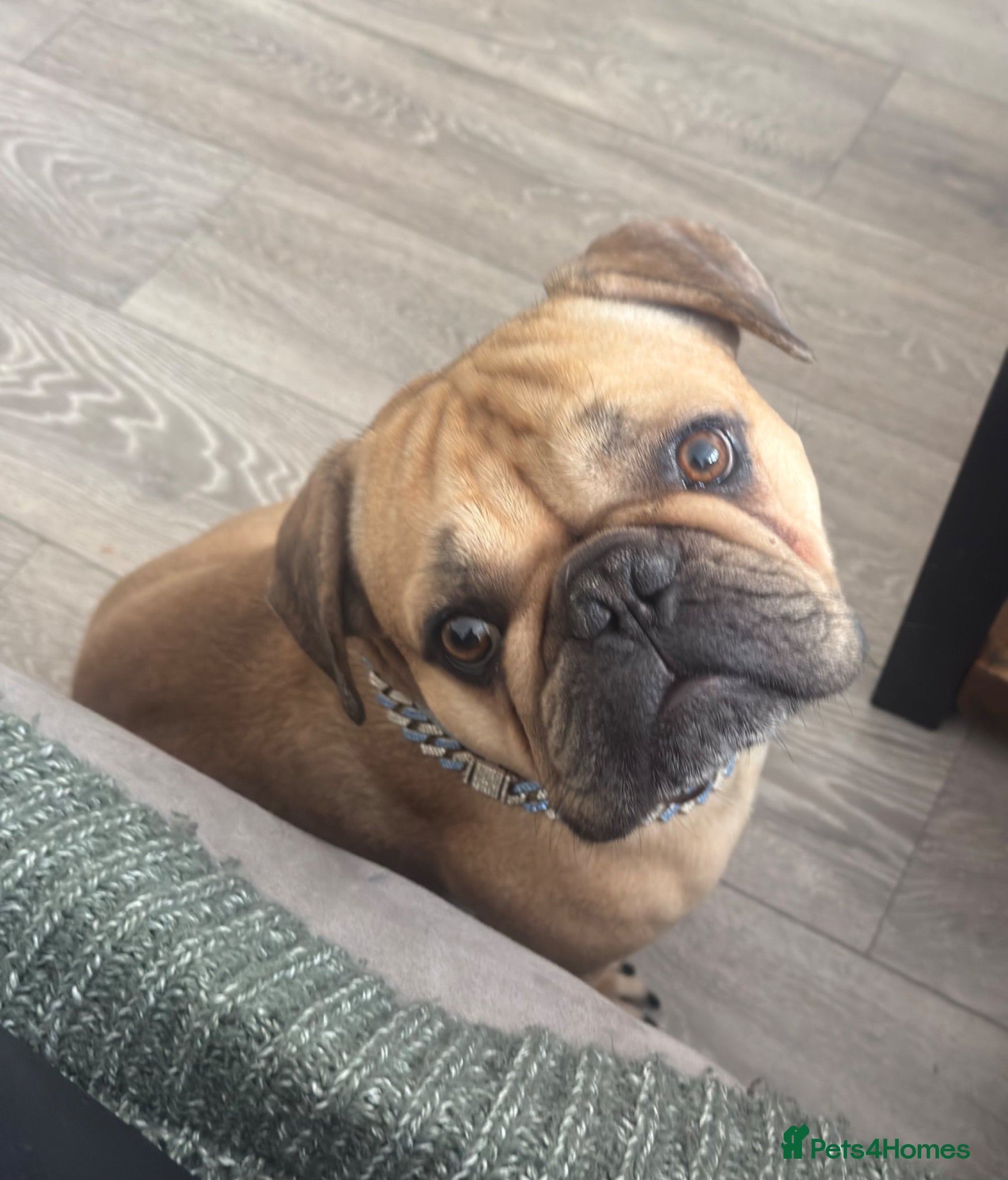 French Bulldog dogs Stud only  - Advert 1