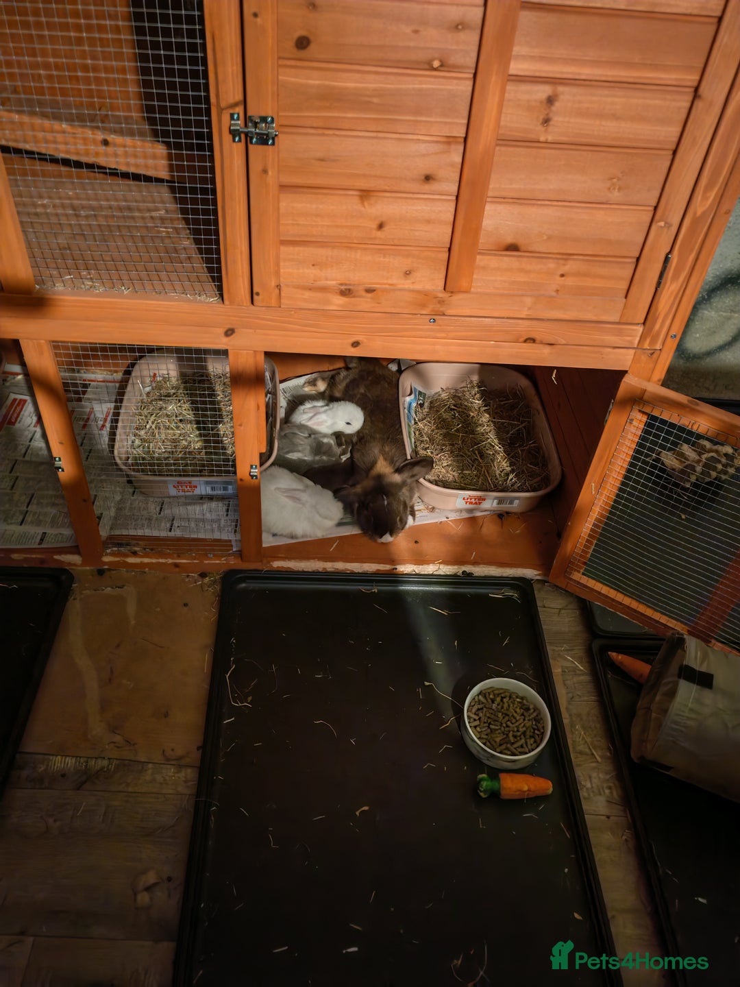 Mini Lop rabbits for sale: Mini lops - Image 3