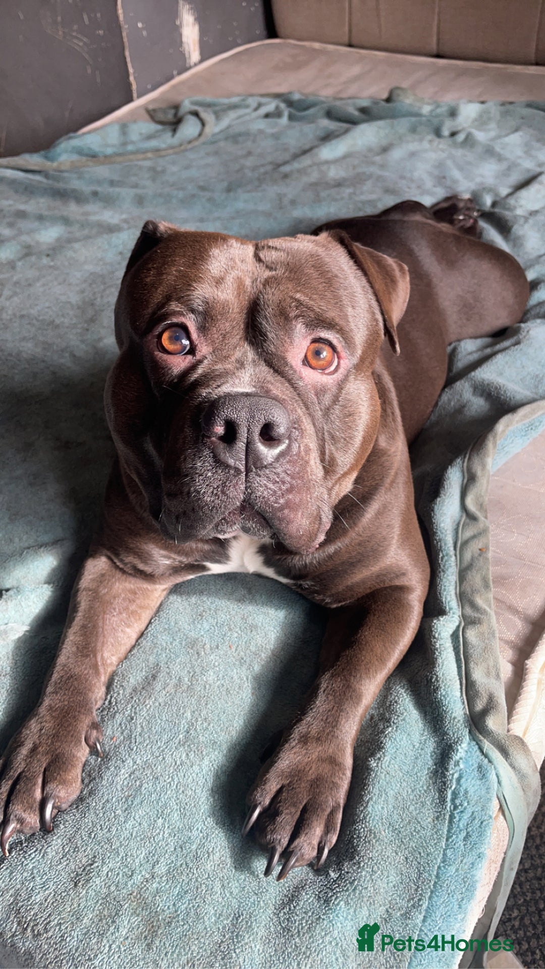 American Bully dogs for sale: Pocket Bully  - Image 4