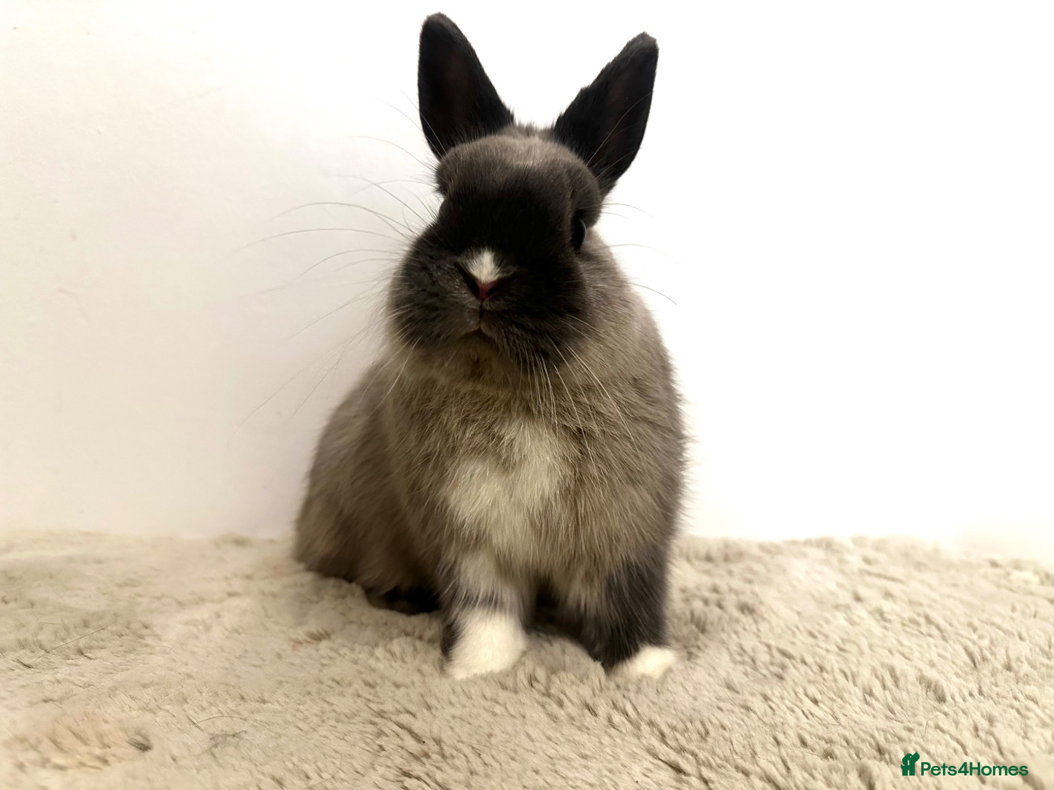 Netherland Dwarf rabbits Gorgeous Netherland dwarf male rabbit - Advert 1