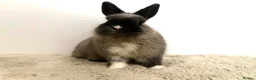 Netherland Dwarf rabbits for sale: Gorgeous Netherland dwarf male rabbit - Advert 1