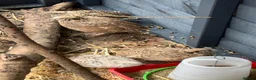 Mixed Breed birds for sale: Birds - conures and canaries  - Advert 7