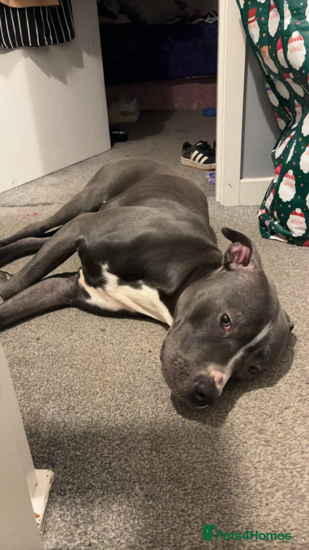 Mixed Breed dogs for sale: LOVING HOME NEEDED FOR "LULA" - Advert 4