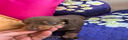 Miniature Dachshund dogs for sale: Dachshund miniature smooth hair pups - Advert 19
