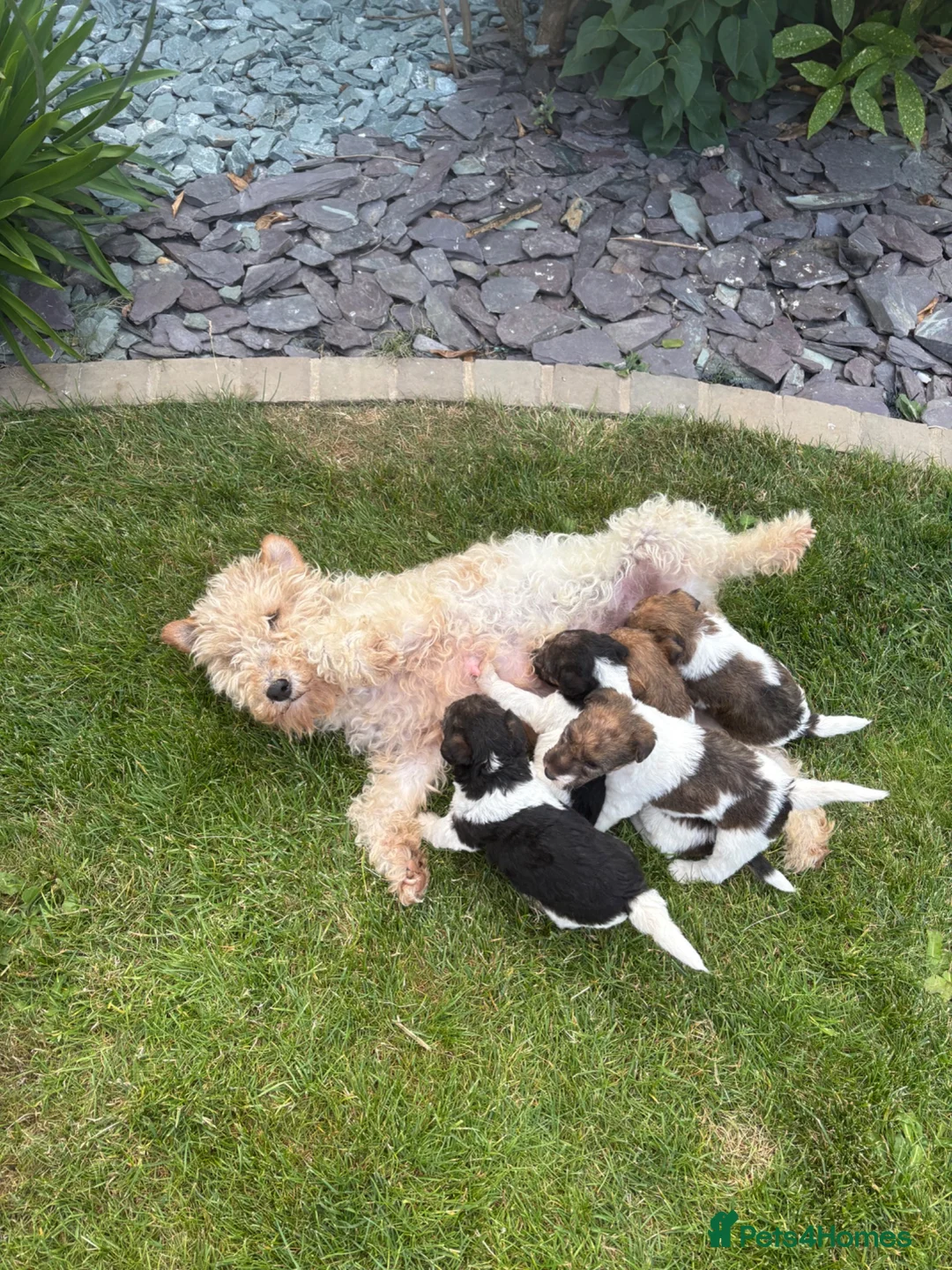 Fox Terrier dogs for sale: Fox terrier puppies kc registered  in Darlington - Advert 11