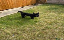 Scottish Terrier dogs for stud: KC Scottish Terrier for stud  - Image 4