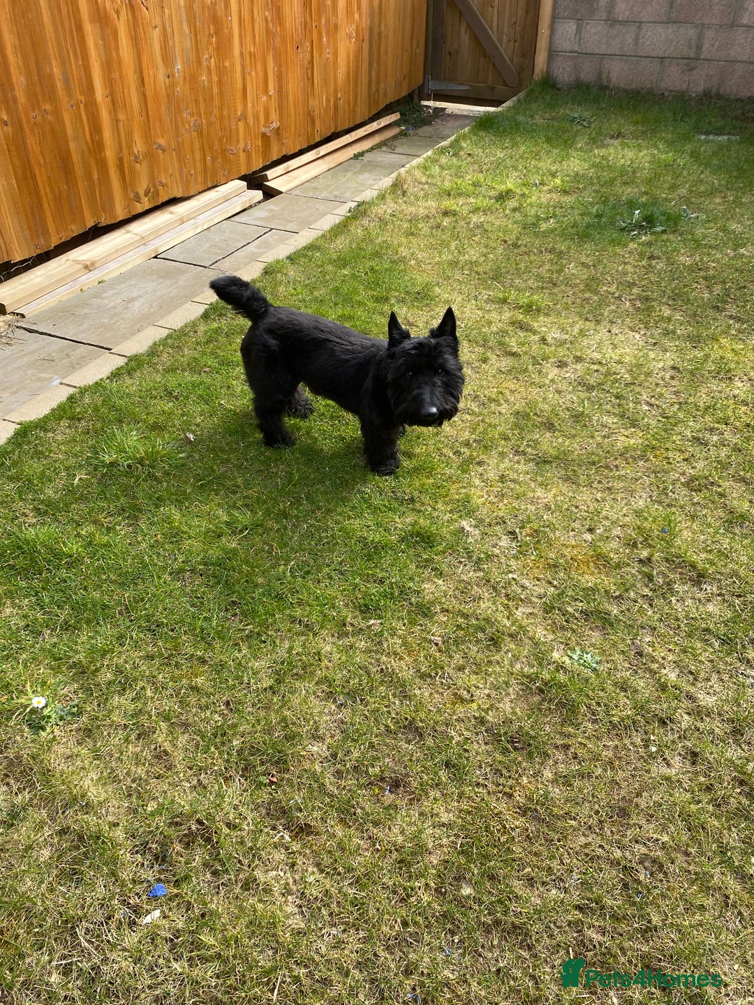 Scottish Terrier dogs for stud: KC Scottish Terrier for stud  - Image 4