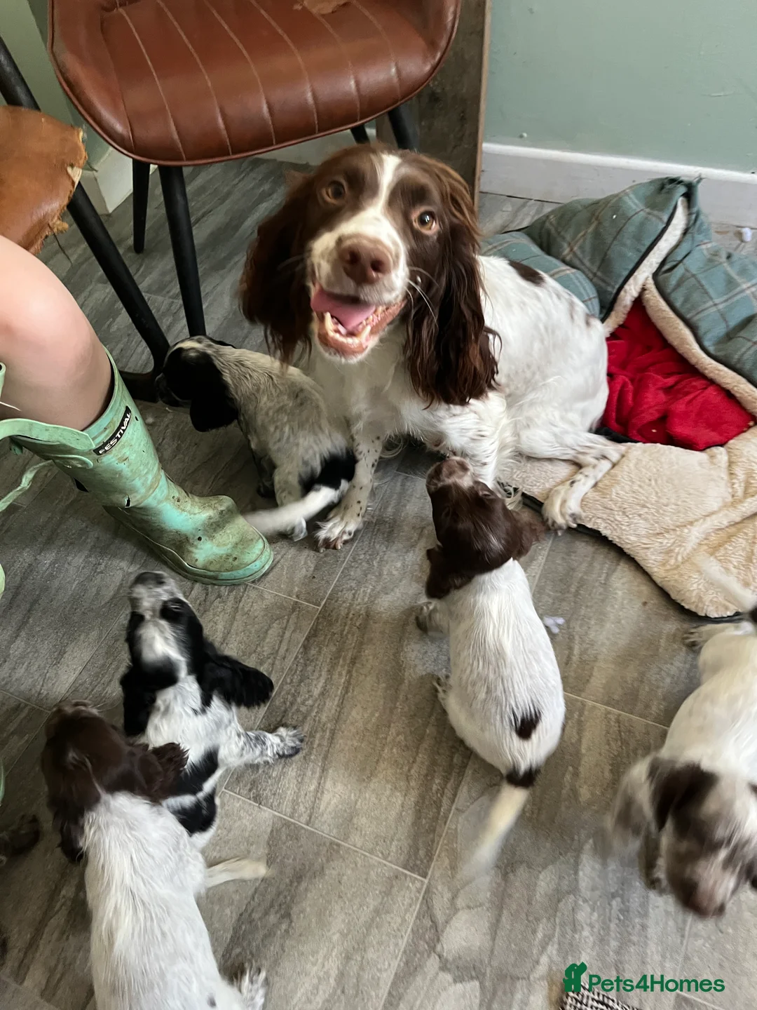 Cocker Spaniel dogs for sale: Stunning Cocker Spaniels 💥 - Advert 1