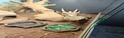 Bearded Dragon reptiles for sale: Bearded dragon for sale - Advert 7