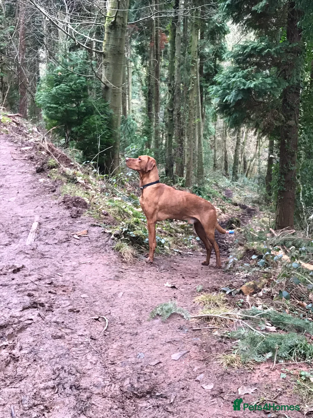 Hungarian Vizsla dogs for stud: Stunning Vizsla x Fox Red Lab for Stud (proven) in Bristol - Advert 13
