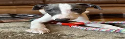 Mixed Breed dogs for sale: 🐾Reduced🐾READY NOW!!Italian x whippet pups! - Advert 5