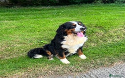 Bernese Mountain Dog dogs for sale: KC Registered BMD Available  - Image 18