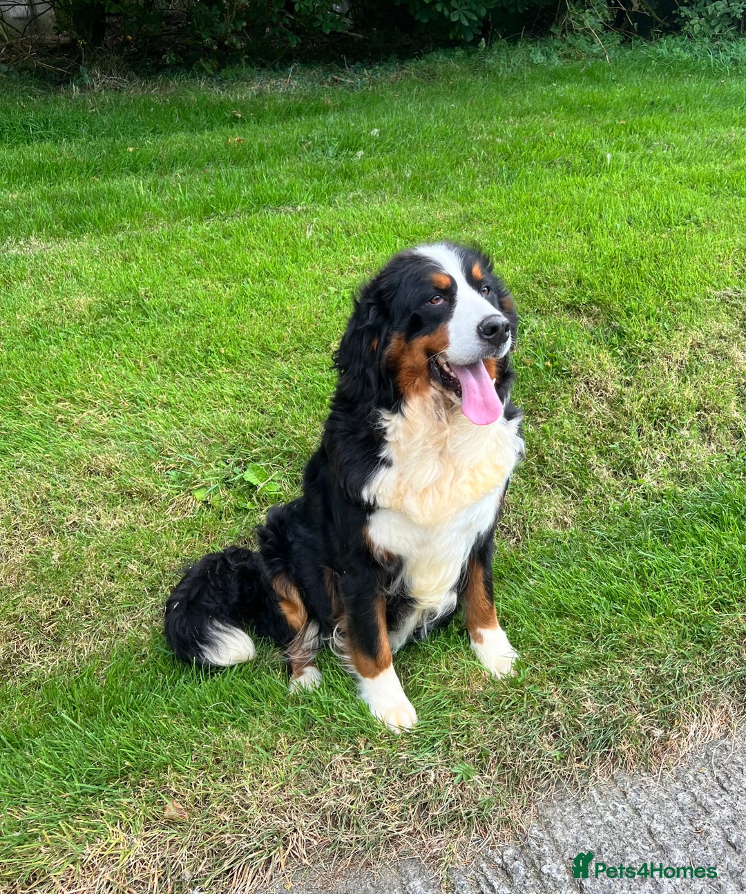 Bernese Mountain Dog dogs for sale: KC Registered BMD Available  - Image 18