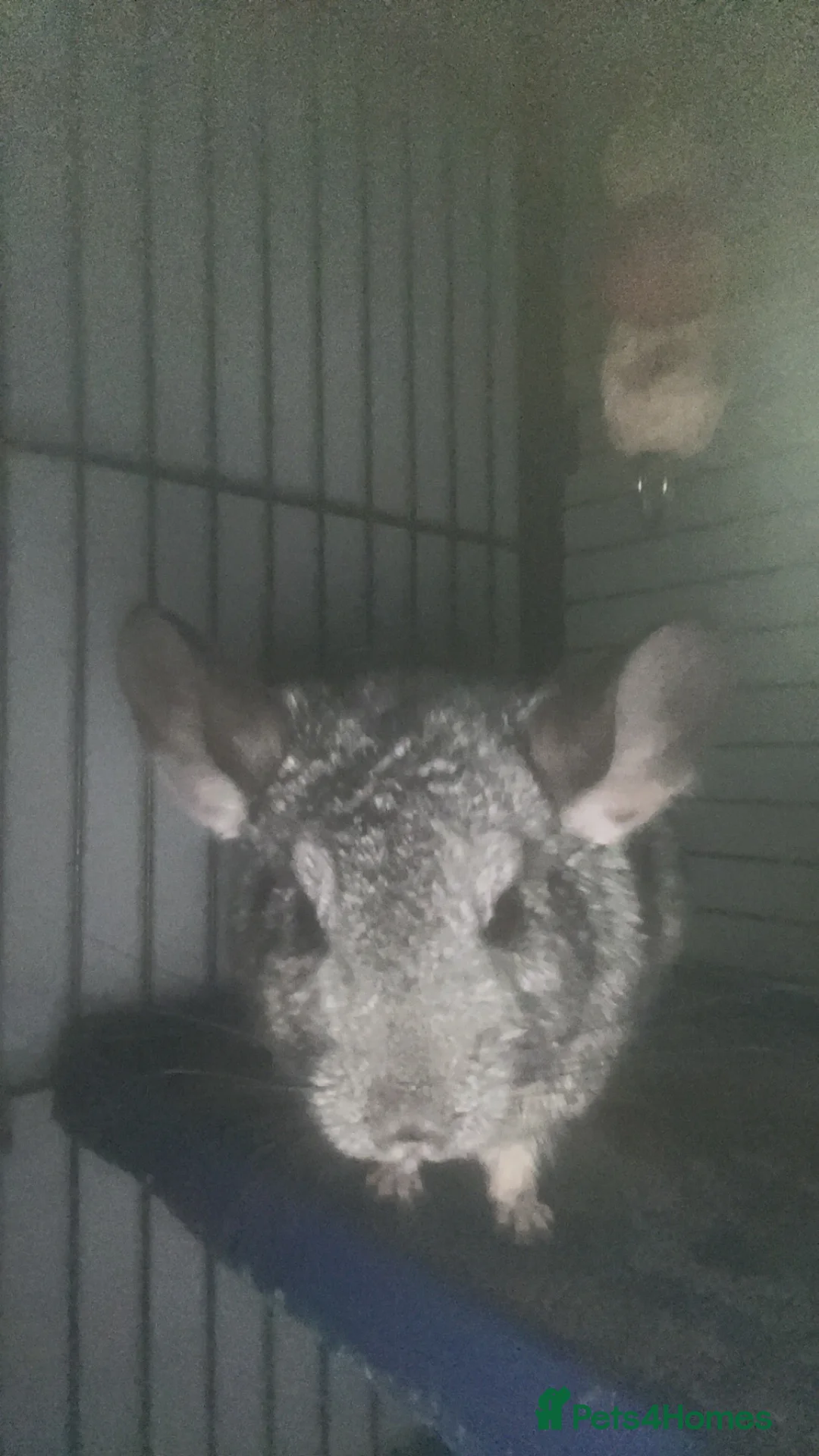 Chinchilla rodents for sale: Chinchillas  - Advert 4