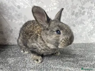 Continental Giant rabbits Continental / Flemish giant babies - Advert 4