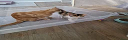 Mixed Breed cats for sale: Very Cute Calico Girl - Advert 11