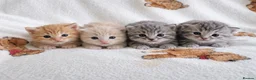 Maine Coon cats for sale: TICA pedigree registered Maine Coon kittens  in Newtownards - Advert 1