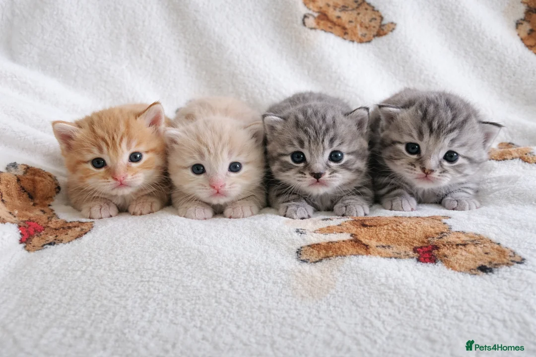 Maine Coon cats for sale: TICA pedigree registered Maine Coon kittens  in Newtownards - Advert 1